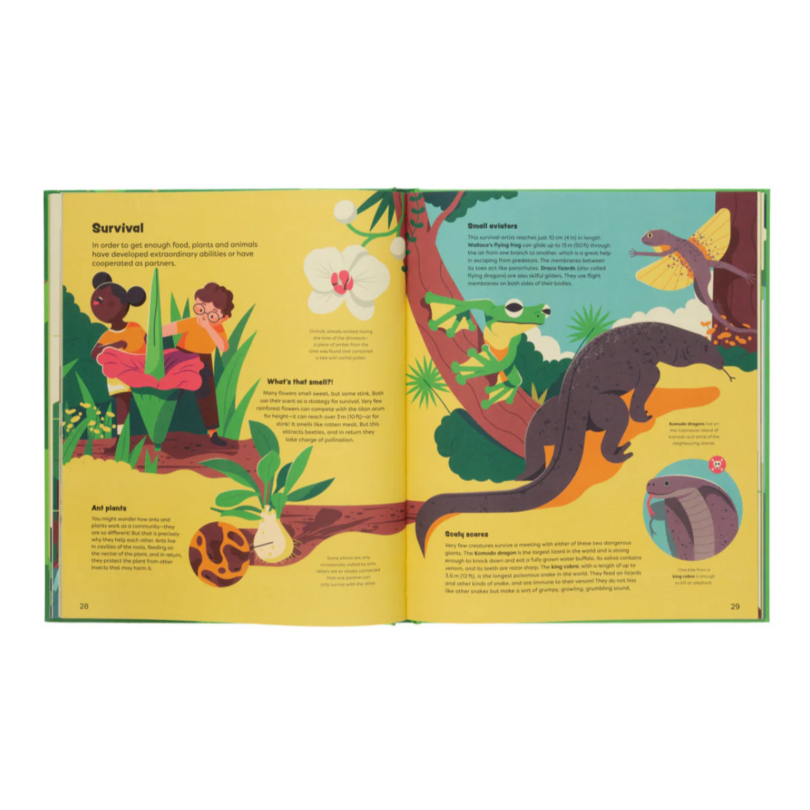Explore The Rainforest- Explore the Depths of the Rainforest - Image 5