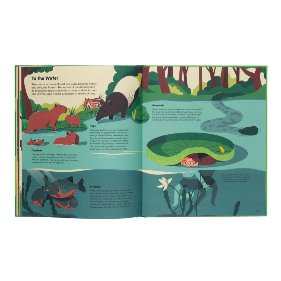 Explore The Rainforest- Explore the Depths of the Rainforest - Image 7