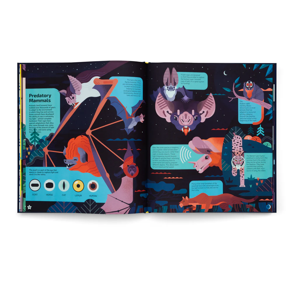 Nocturnal- A Book About Animals After Dark - Image 6