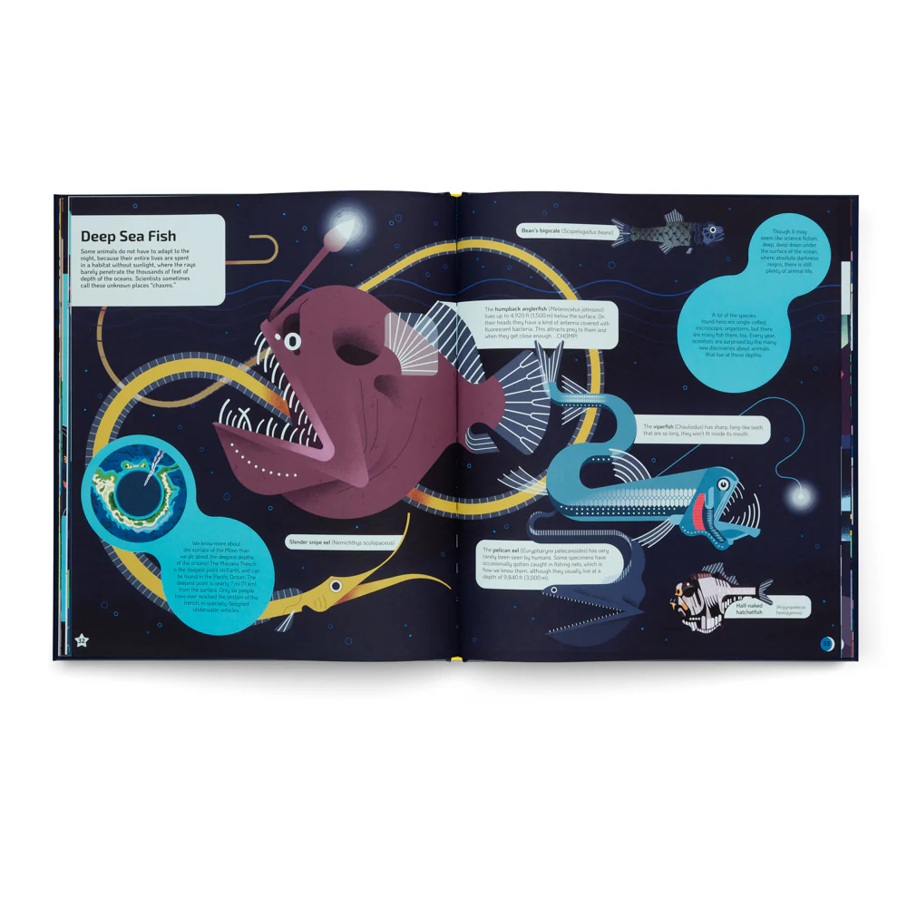 Nocturnal- A Book About Animals After Dark - Image 7