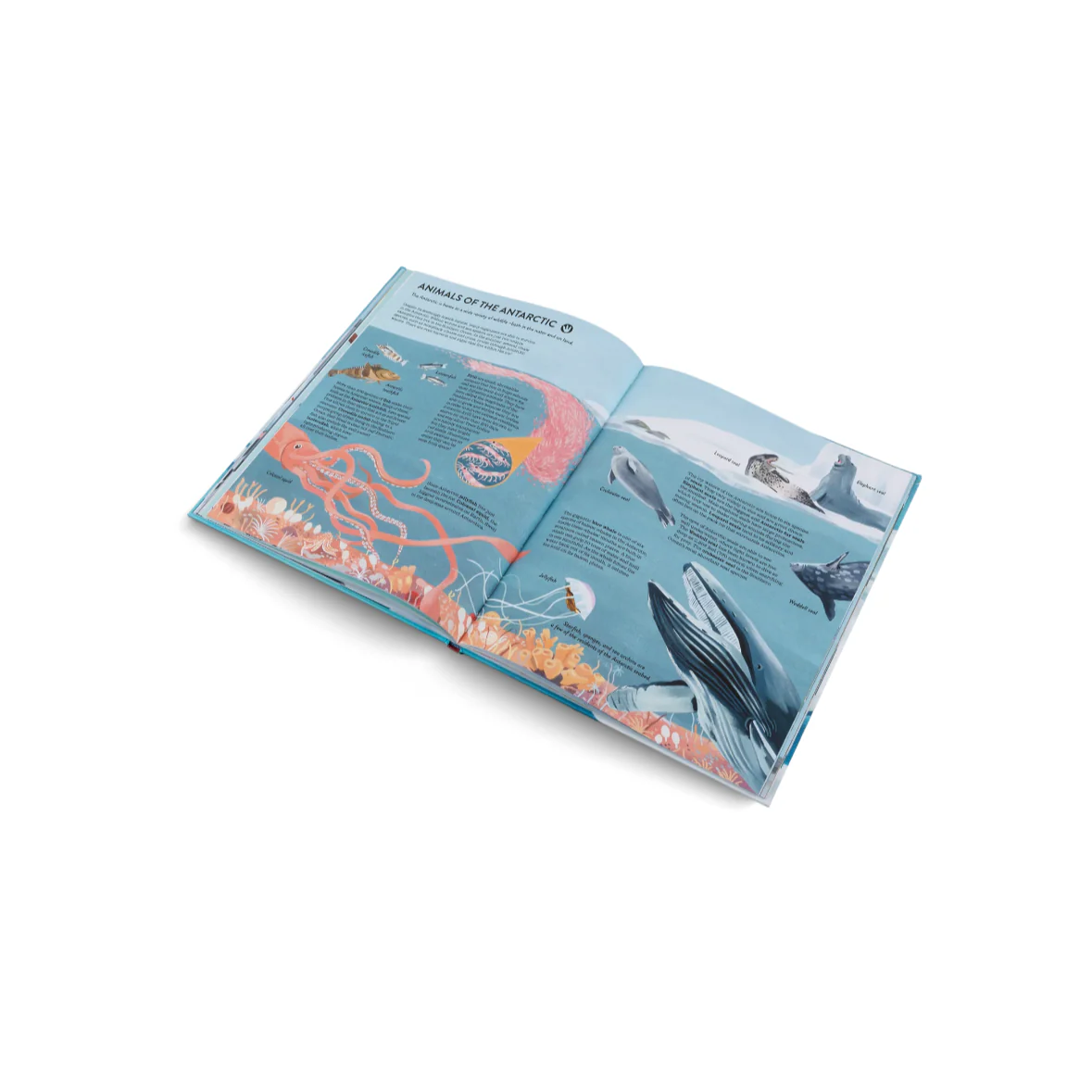 Penguins And Polar Bears- A Introduction Book About the Arctic and Antarctic - Image 3